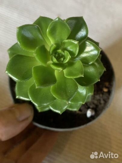 Суккуленты взрослые 10 видов