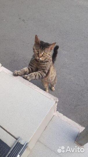 Кошка