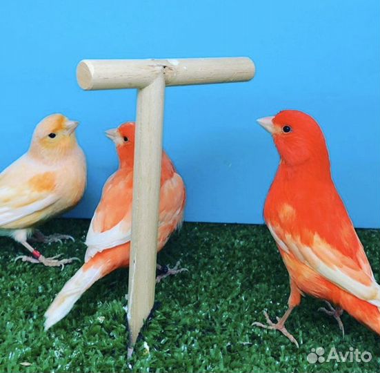 Кенара овсяночный и лесной напев