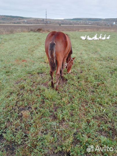 Продам жеребенка