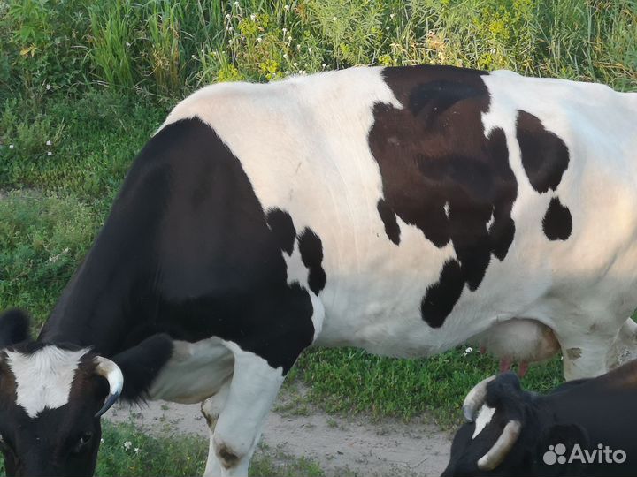 Корова стельная дойная