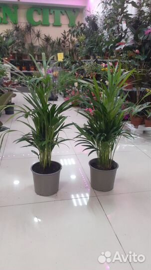 Пальма арека