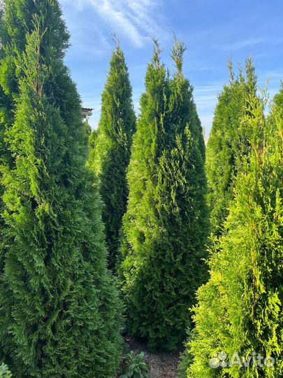 Туя смарагд