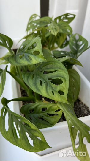 Монстера адансона