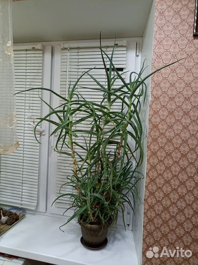 Комнатные цветы алоэ