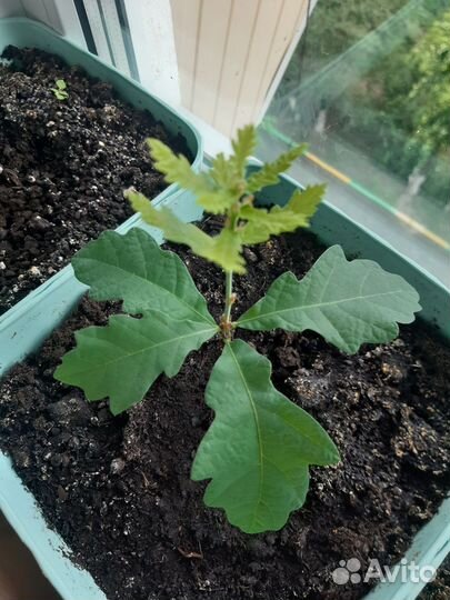 Дуб саженцы