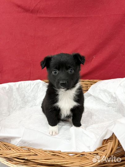 Щенок мальчик