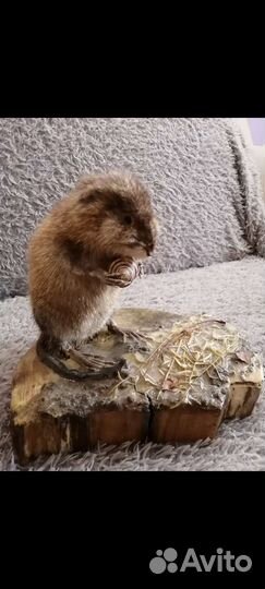 Чучело ондатры на подставке