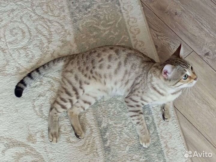 Бенгальский кот вязка