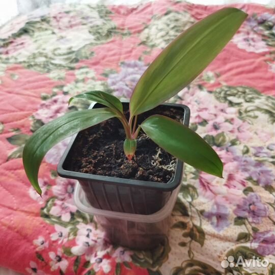 Кордилина краснолистая