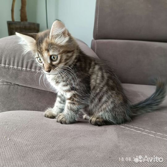 Кошка 2 месяца