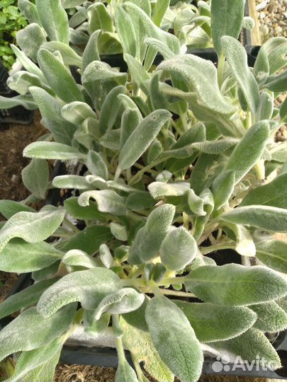 Рассада медвежьи ушки