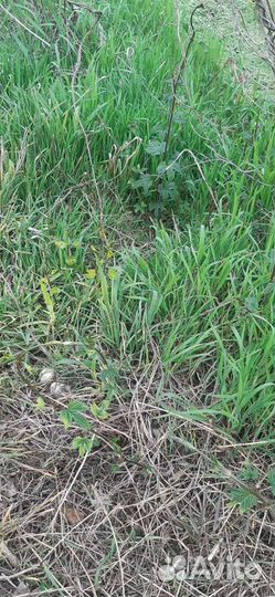 Хмель ризомы