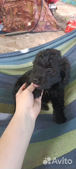 Продаются щенята