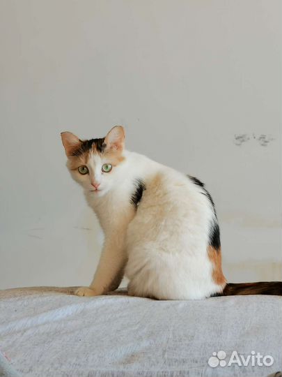 Кошечка в добрые руки