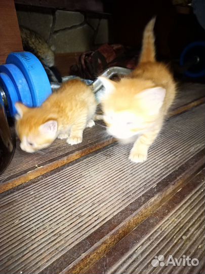 Гроза мышей