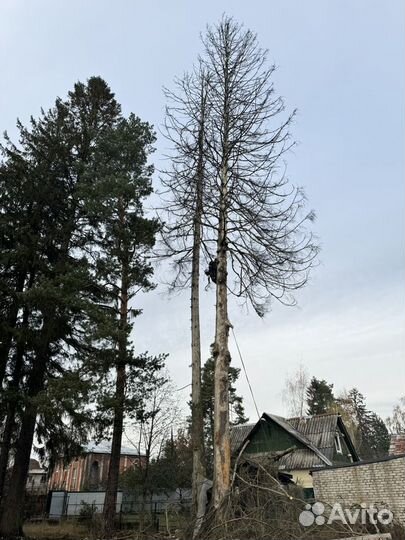 Спилить дерево расчистить участок