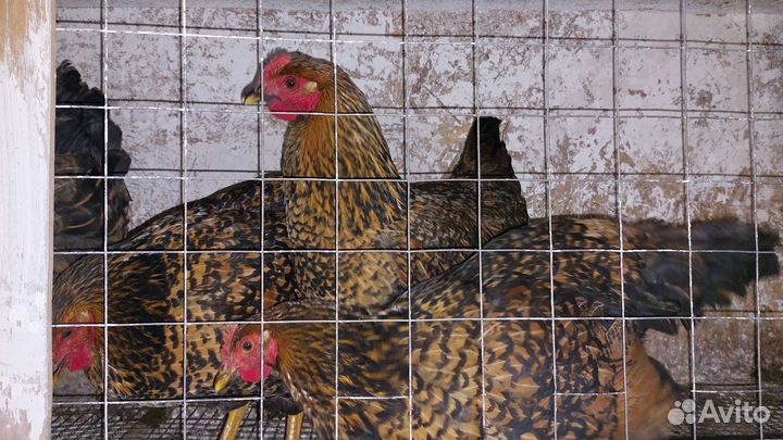 Цыплята амераукана.Кучинская юбилейная