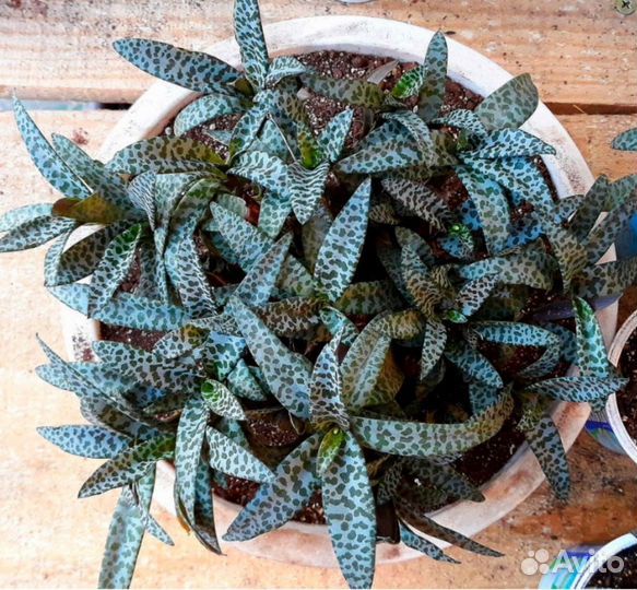 Ледебурия социалис