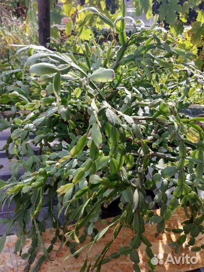 Продаю, домашние цветы