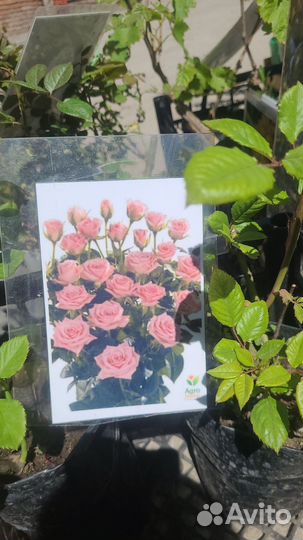 Саженцы плодовых деревьев и розы