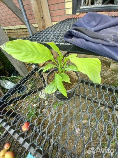 Спатифиллум