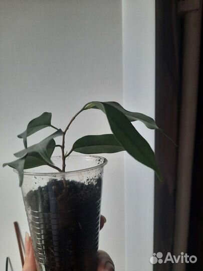 Фикус бенджамина
