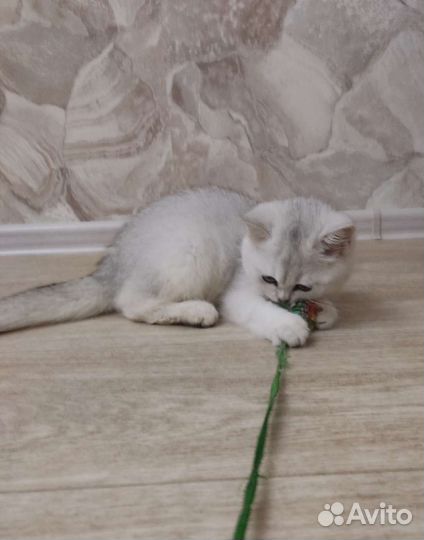 Котенок британец