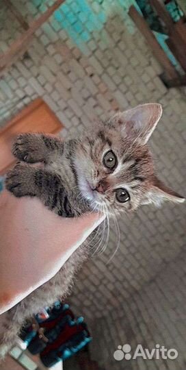 Котёнок (мышелов)