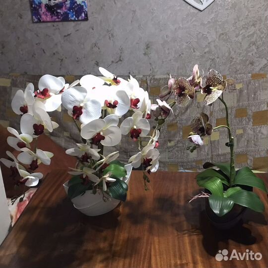 Орхидеи и розы