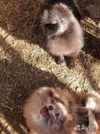 Много красивых шпицов