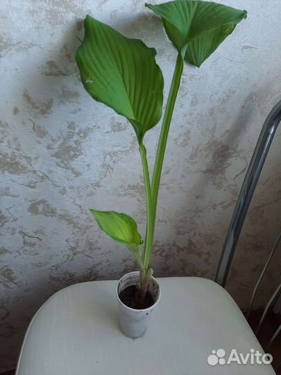 Хоста сортовая Альбопикта