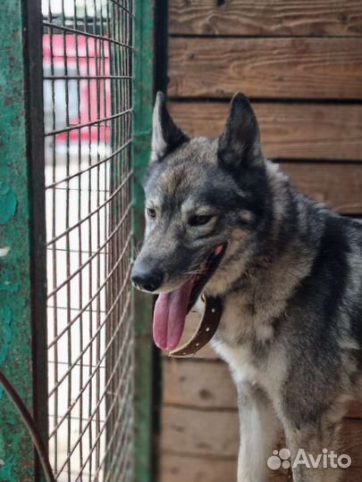 Гром полностью готов стать домашним псом