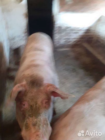 Продается хряк на племя 1,5 года