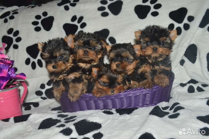 Микро мини щенки