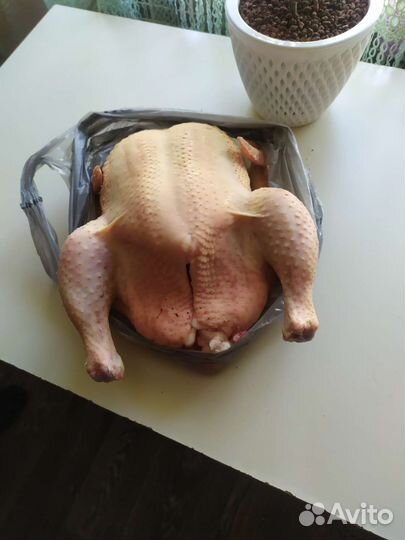 Куры бройлеры