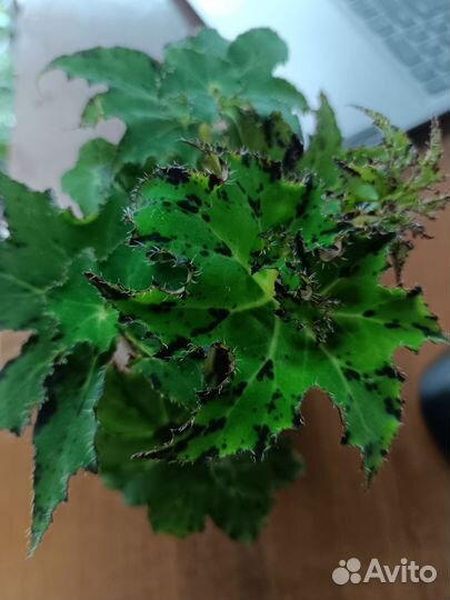 Бегонии сортовые