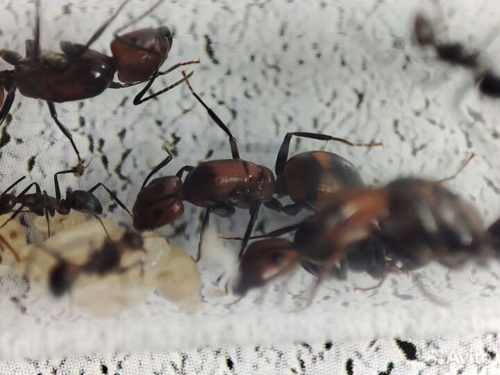 Экзотические муравьи