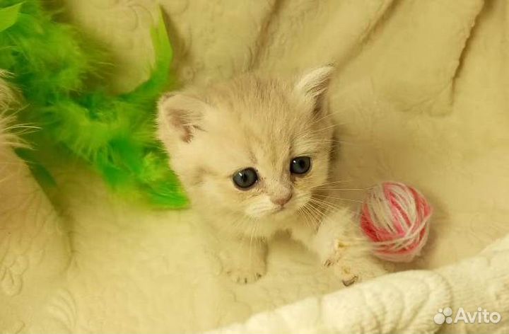 Британская куколка окрас Голубое золото