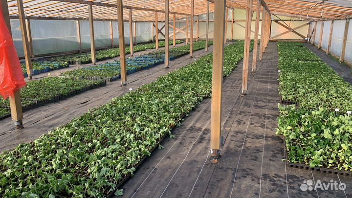 Рассада клубники