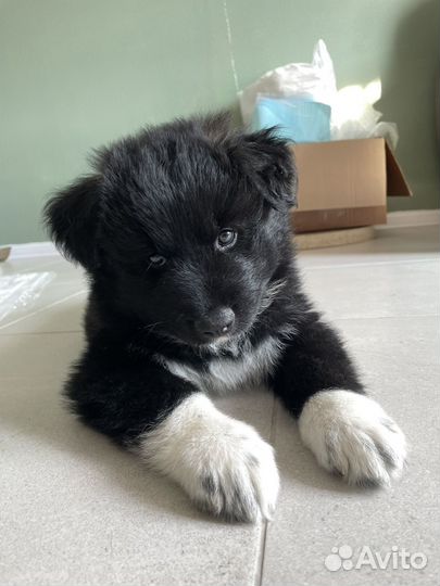 Щенок самоеда