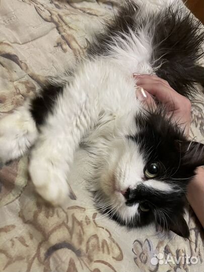 Кошка котенок