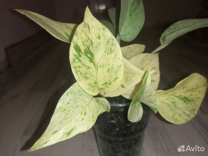 Эпипремнум Сноу квин