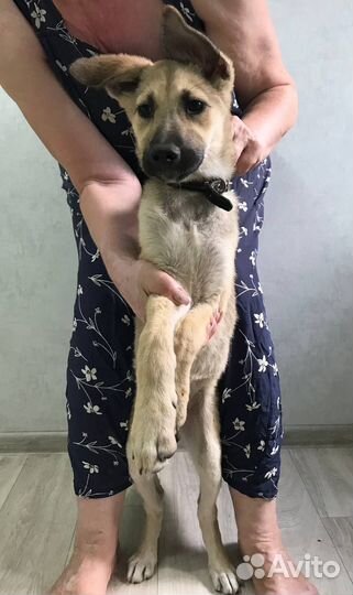 Щенок девочка в добрые руки