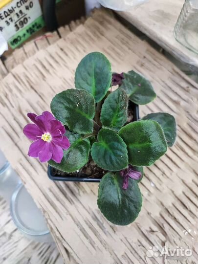 Фиалка в горшках