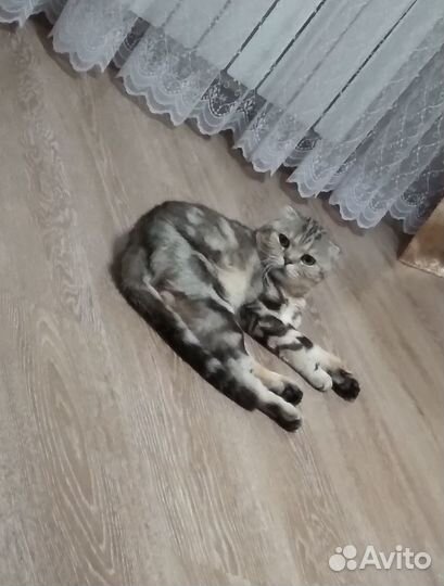 Кот на вязку
