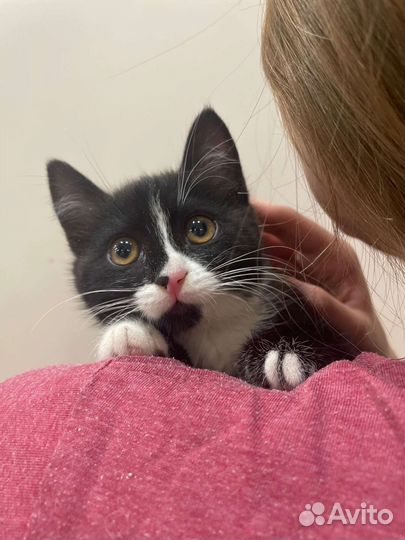 Котёнок в добрые руки