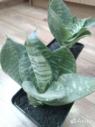 Бегония/Алоэ пёстрое / Сансеверия