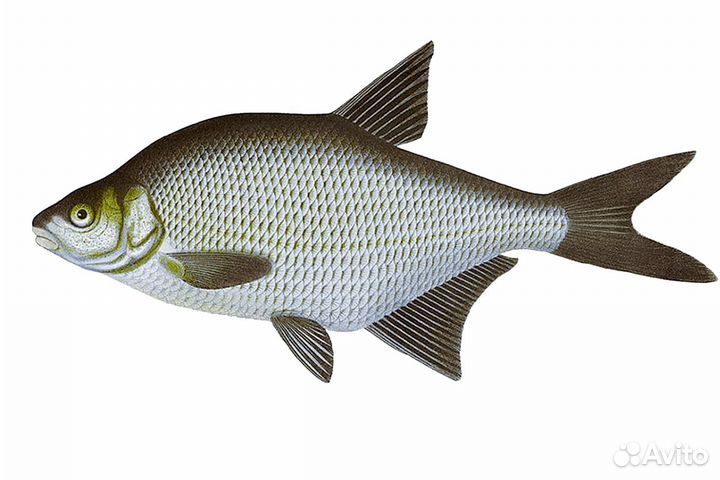Свежая рыба лещь подлещик