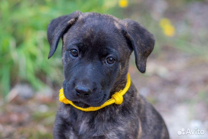 Щенок ищет дом